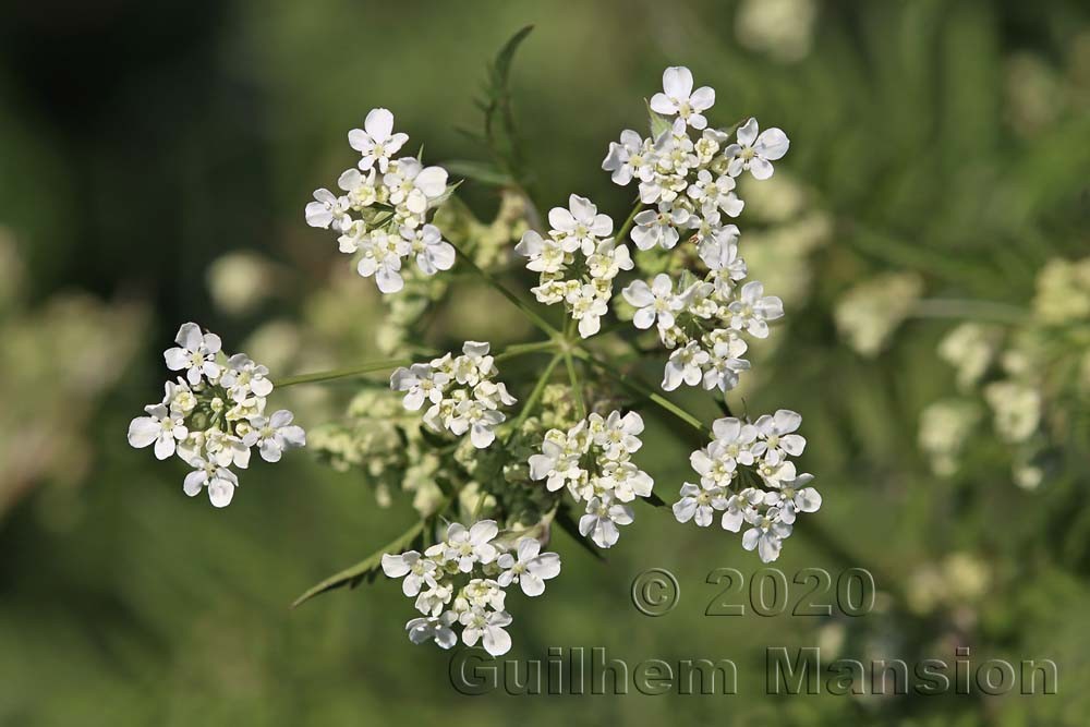 Anthriscus sylvestris