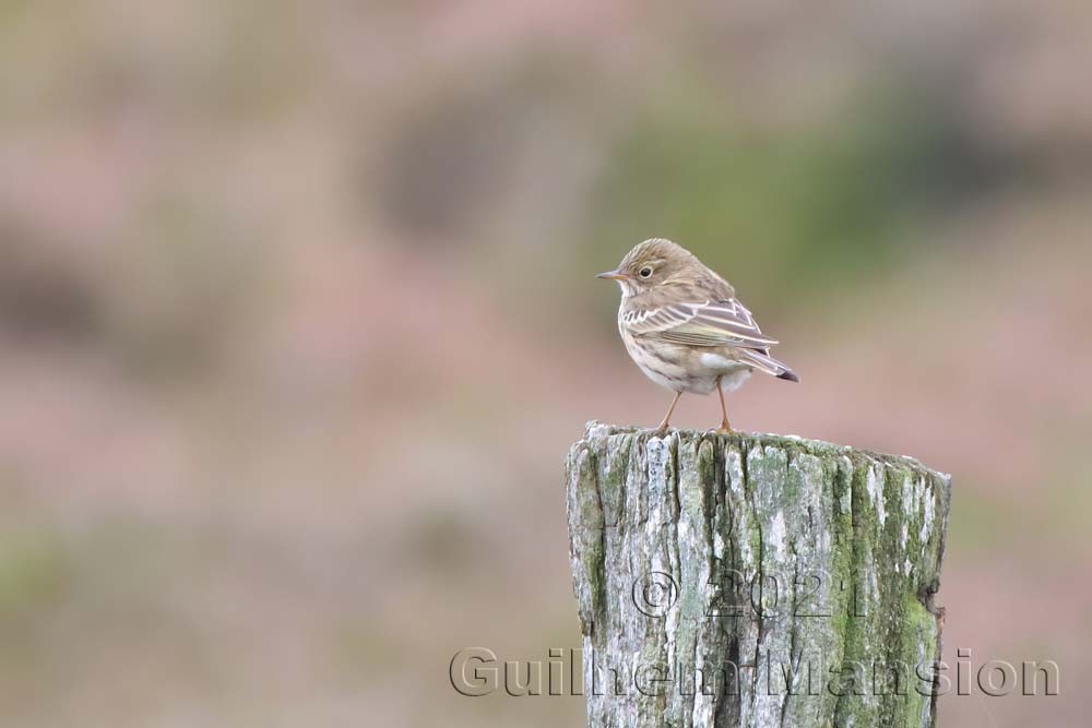 Anthus pratensis - Pipit farlouse