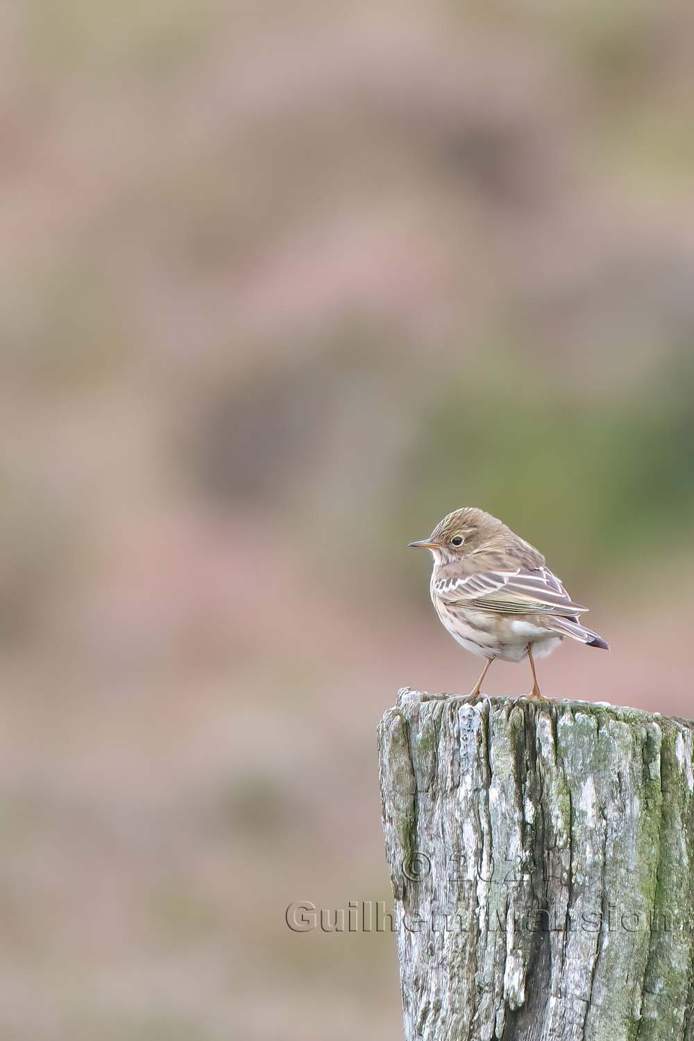 Anthus pratensis