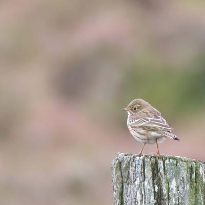 Anthus pratensis - Pipit farlouse