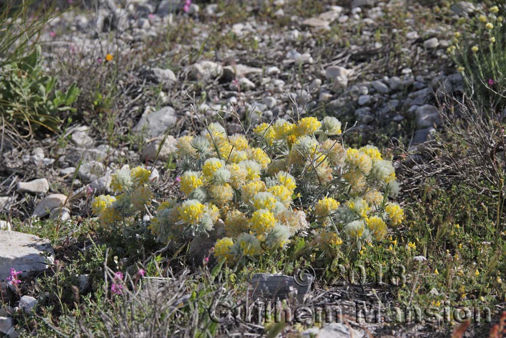 Anthyllis tejedensis subsp. plumosa