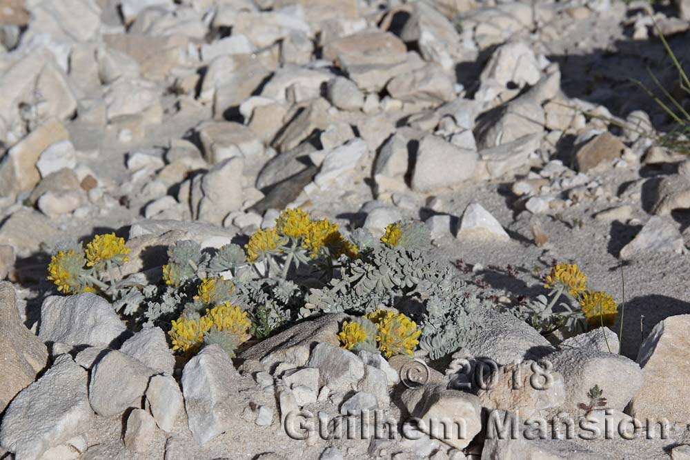 Anthyllis tejedensis subsp. plumosa