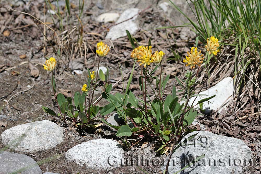 Anthyllis vulneraria