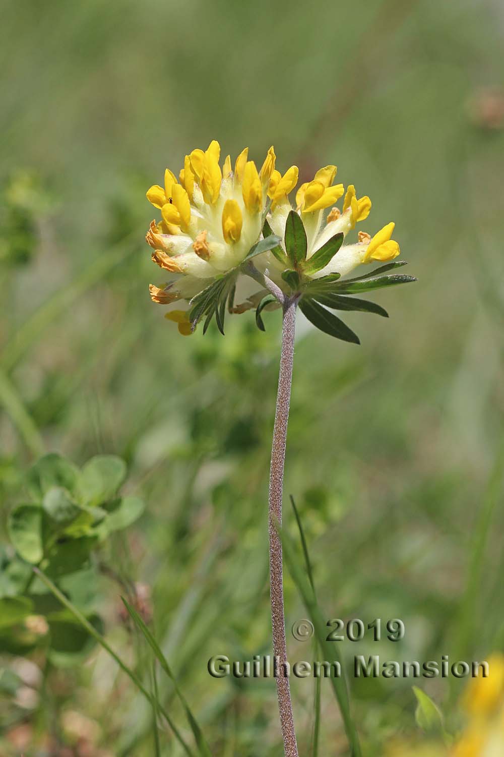 Anthyllis vulneraria