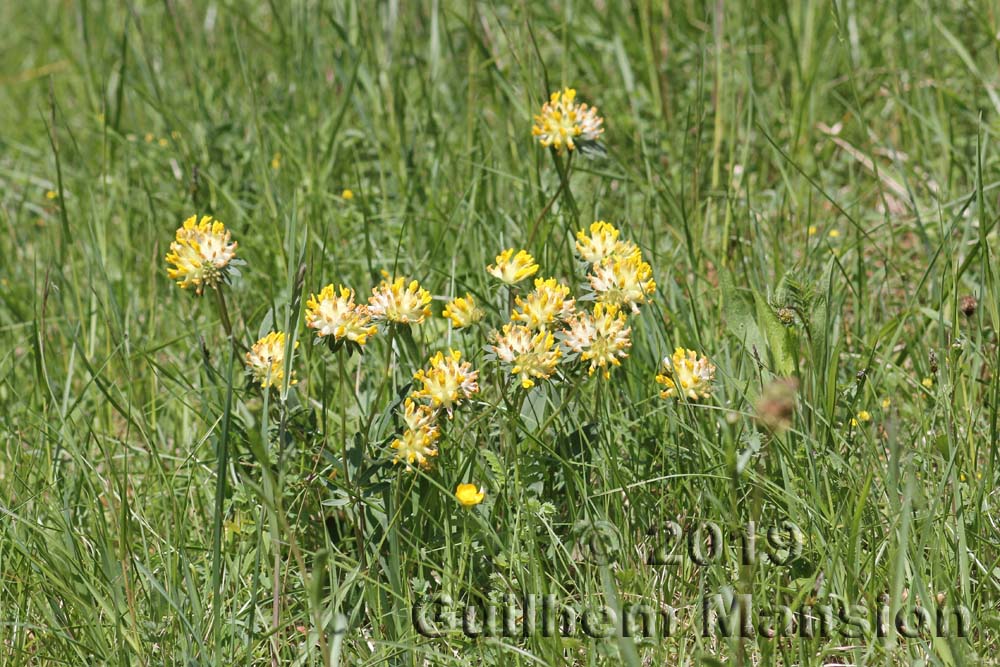 Anthyllis vulneraria