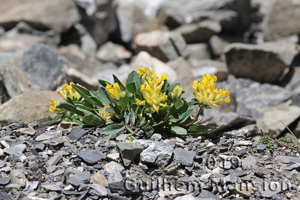 Anthyllis vulneraria