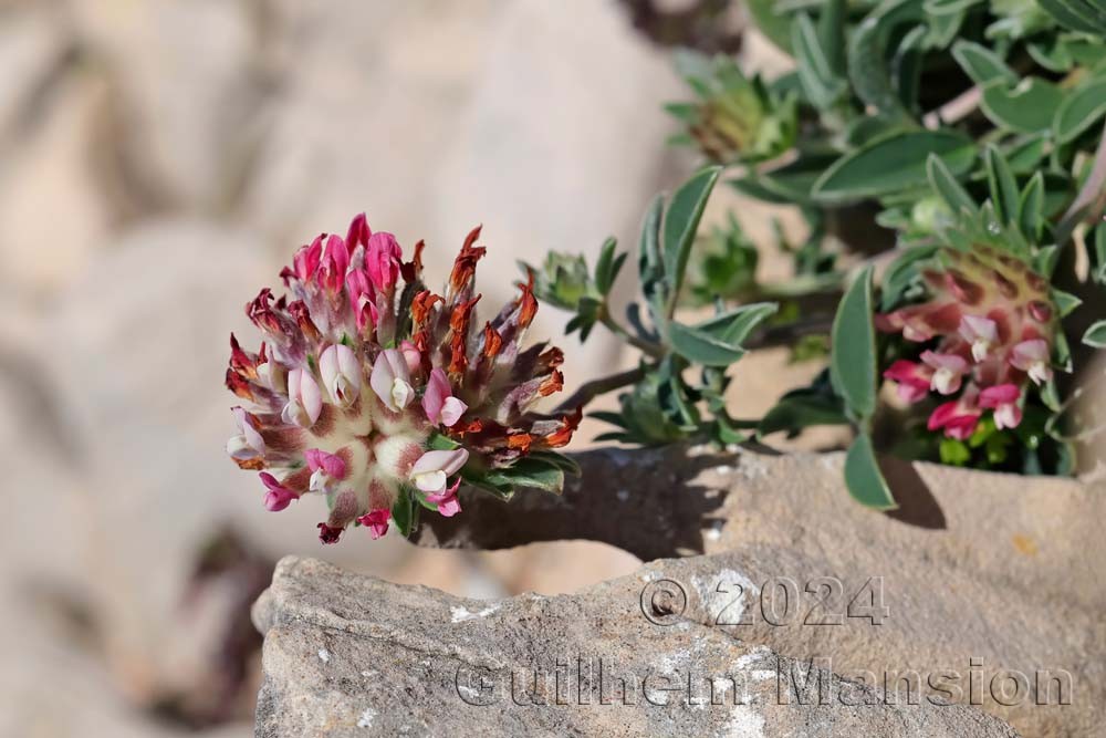 Anthyllis vulneraria subsp. maura