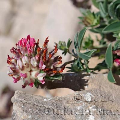 Anthyllis vulneraria subsp. maura
