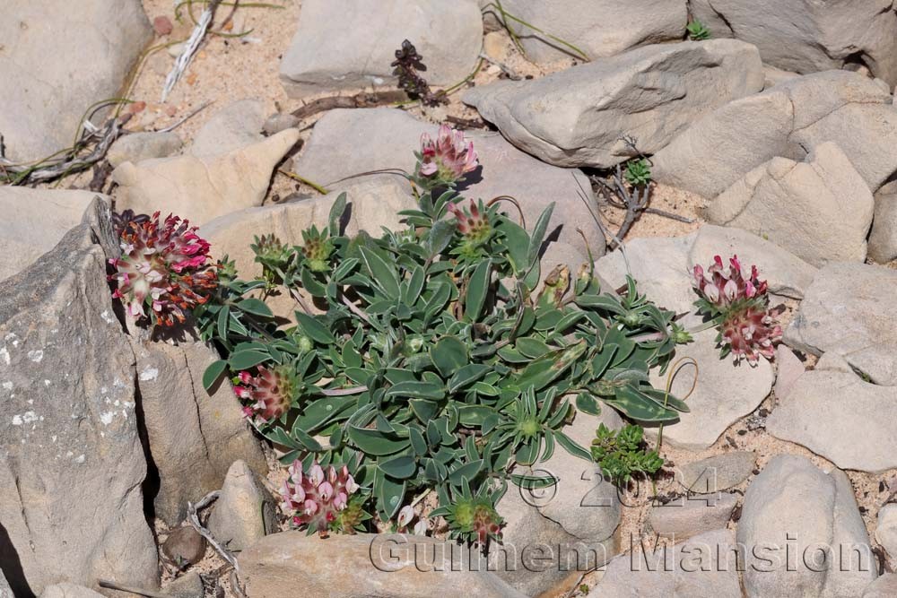 Anthyllis vulneraria subsp. maura