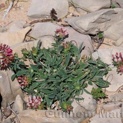 Anthyllis vulneraria subsp. maura