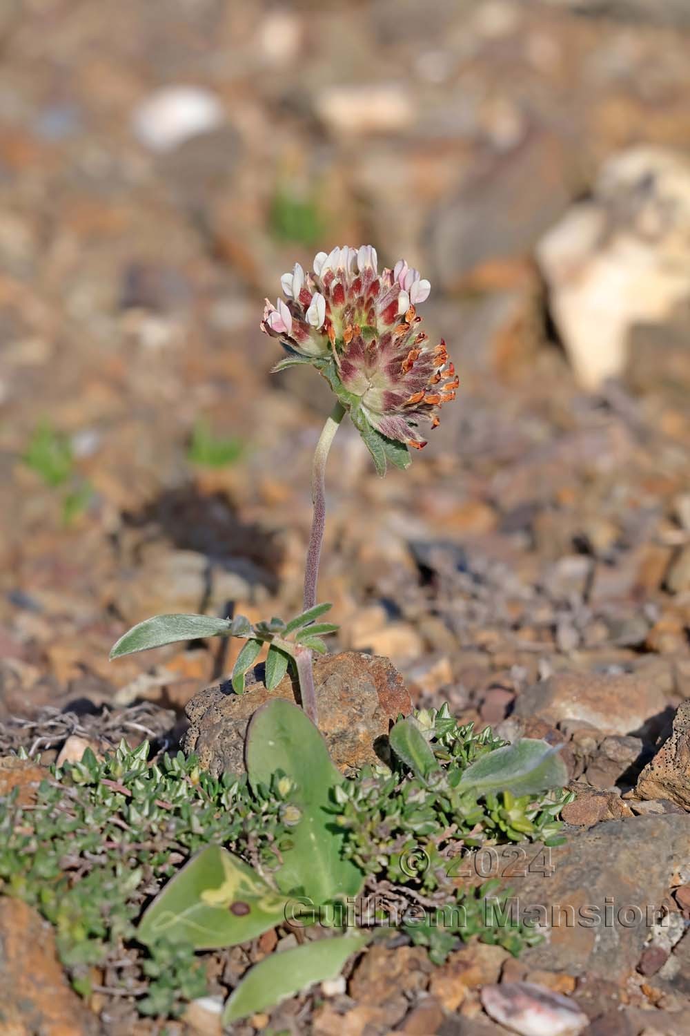 Anthyllis vulneraria subsp. maura