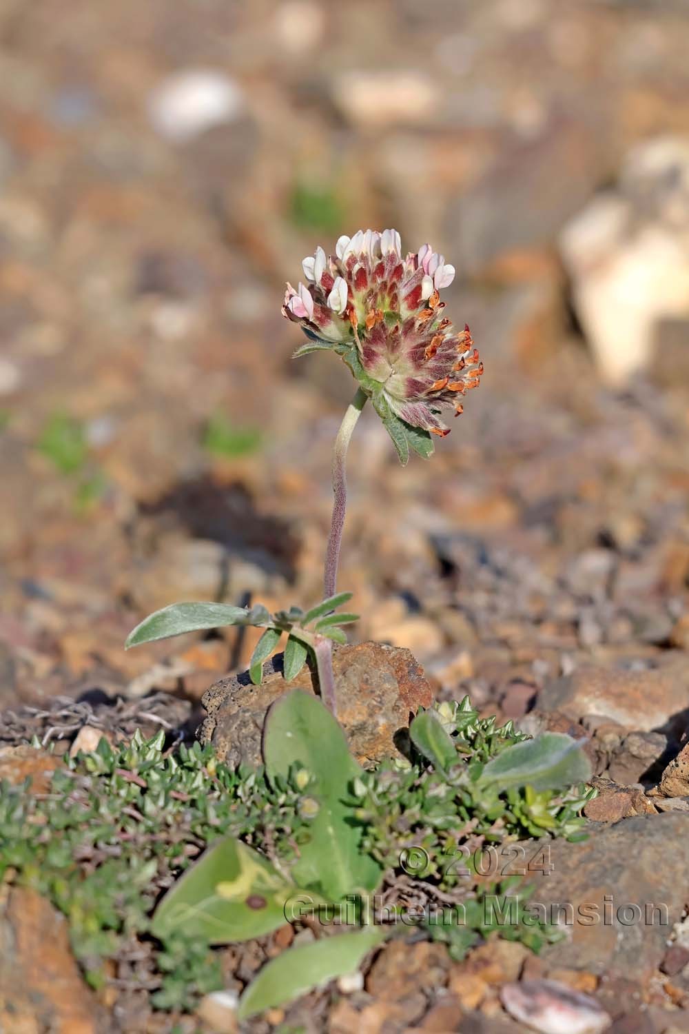 Anthyllis vulneraria subsp. maura