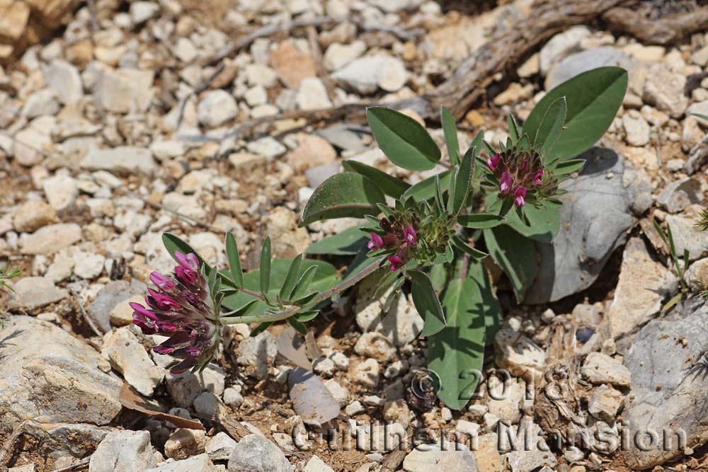 Anthyllis vulneraria subsp. rubriflora