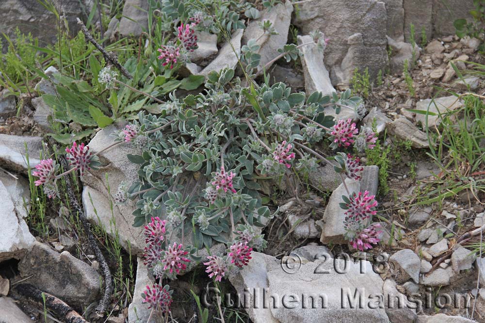 Anthyllis vulneraria subsp. rubriflora