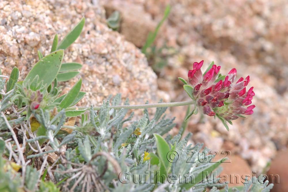 Anthyllis vulneraria subsp. rubriflora