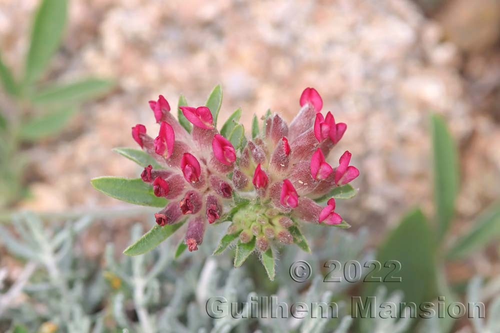 Anthyllis vulneraria subsp. rubriflora