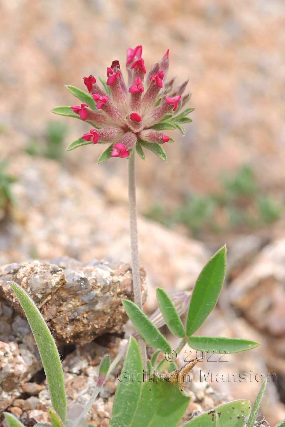 Anthyllis vulneraria subsp. rubriflora