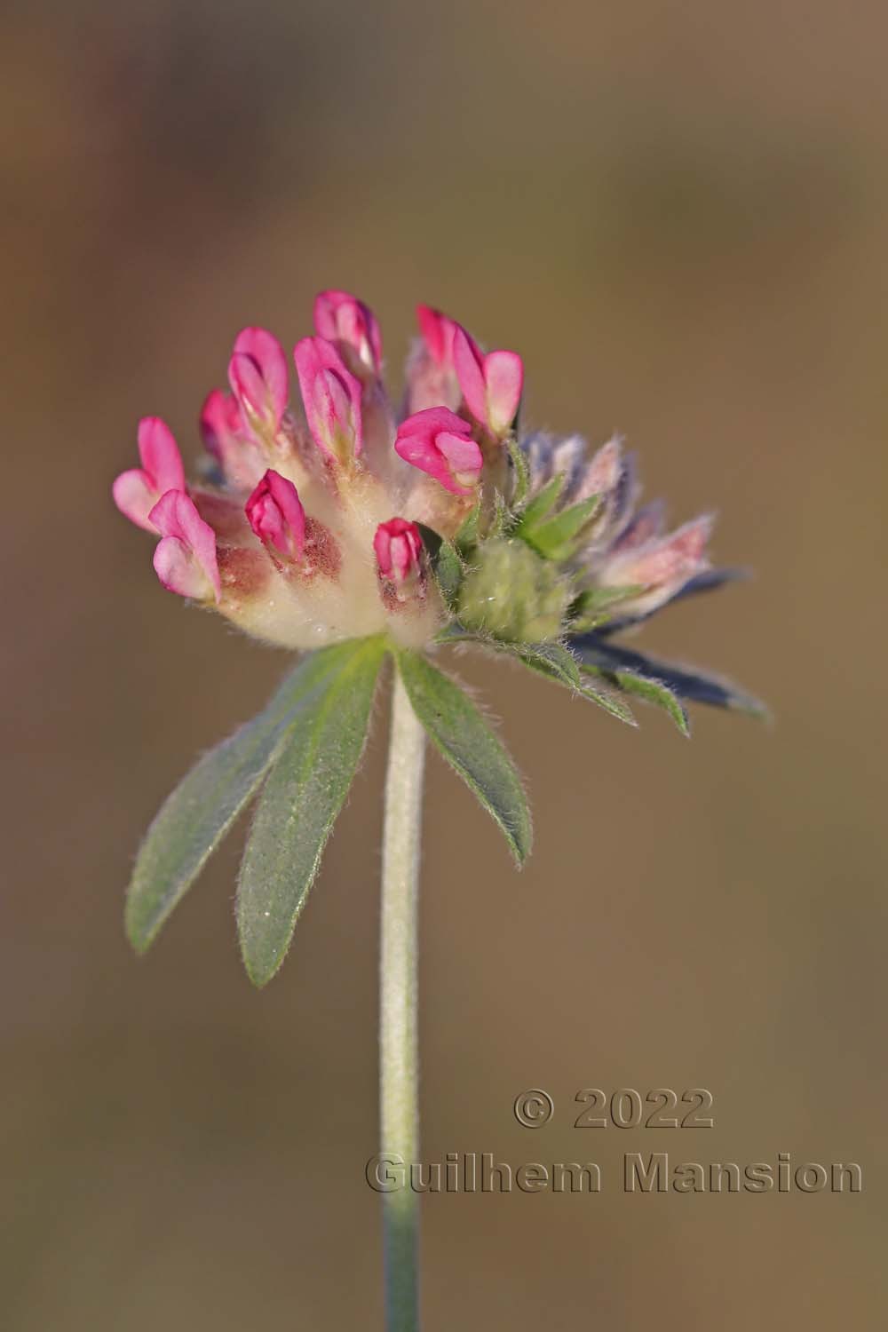 Anthyllis vulneraria subsp. rubriflora