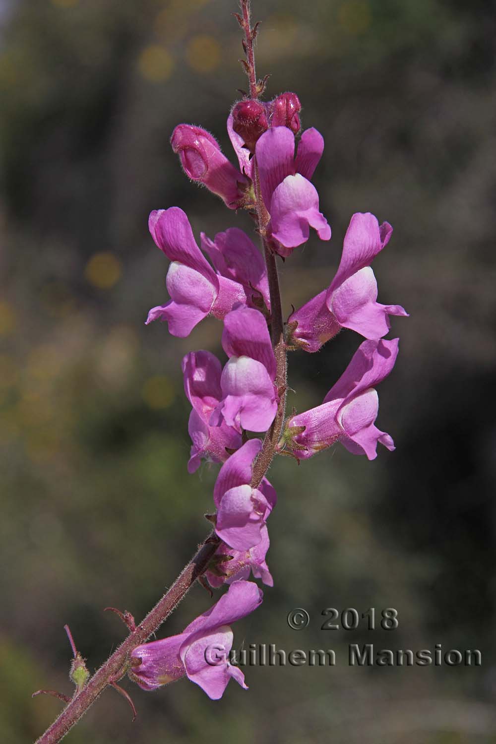 Antirrhinum australe