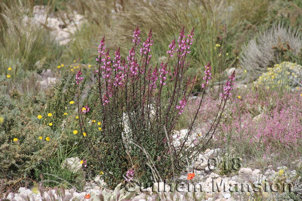 Antirrhinum australe