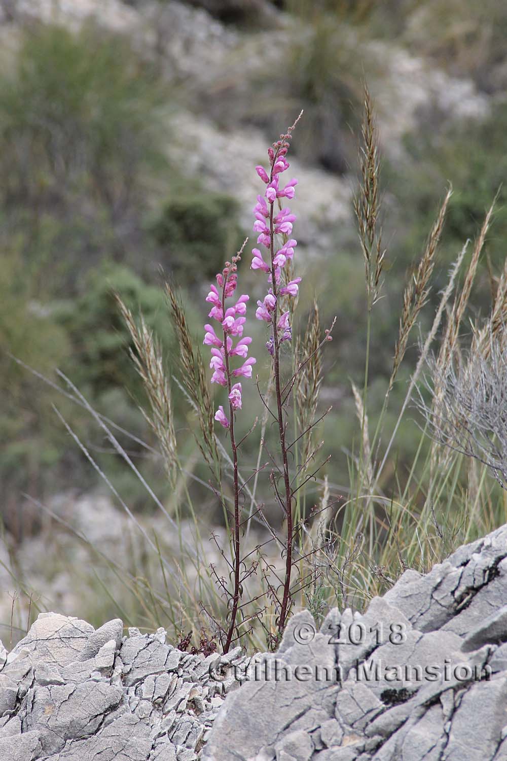 Antirrhinum australe