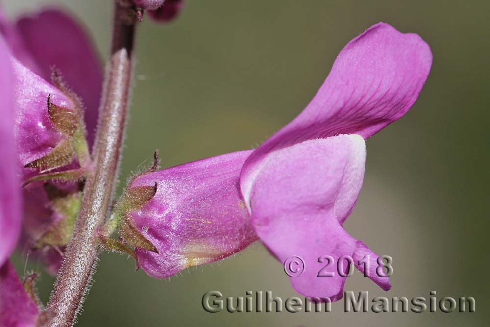 Antirrhinum australe