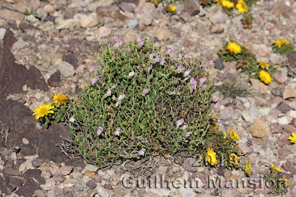 Antirrhinum charidemi