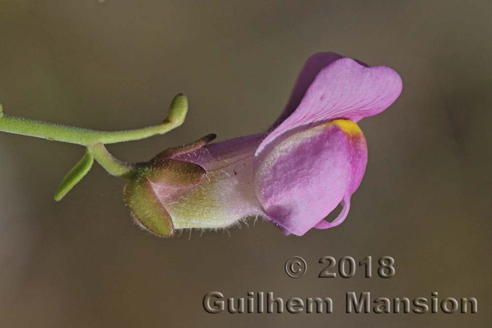 Antirrhinum charidemi