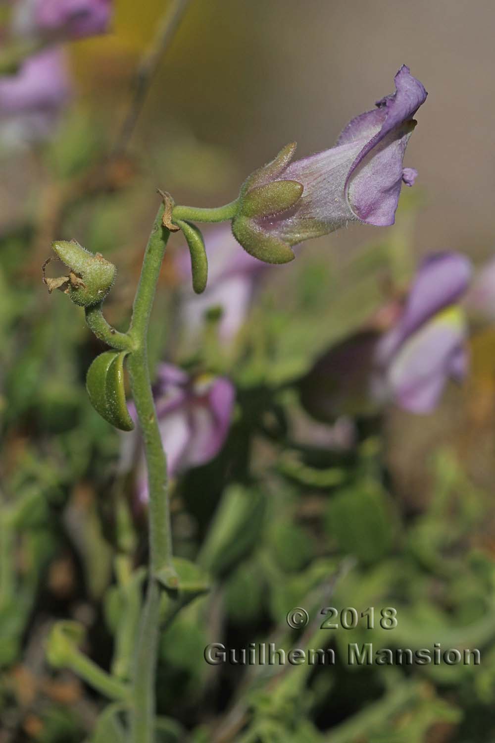 Antirrhinum charidemi