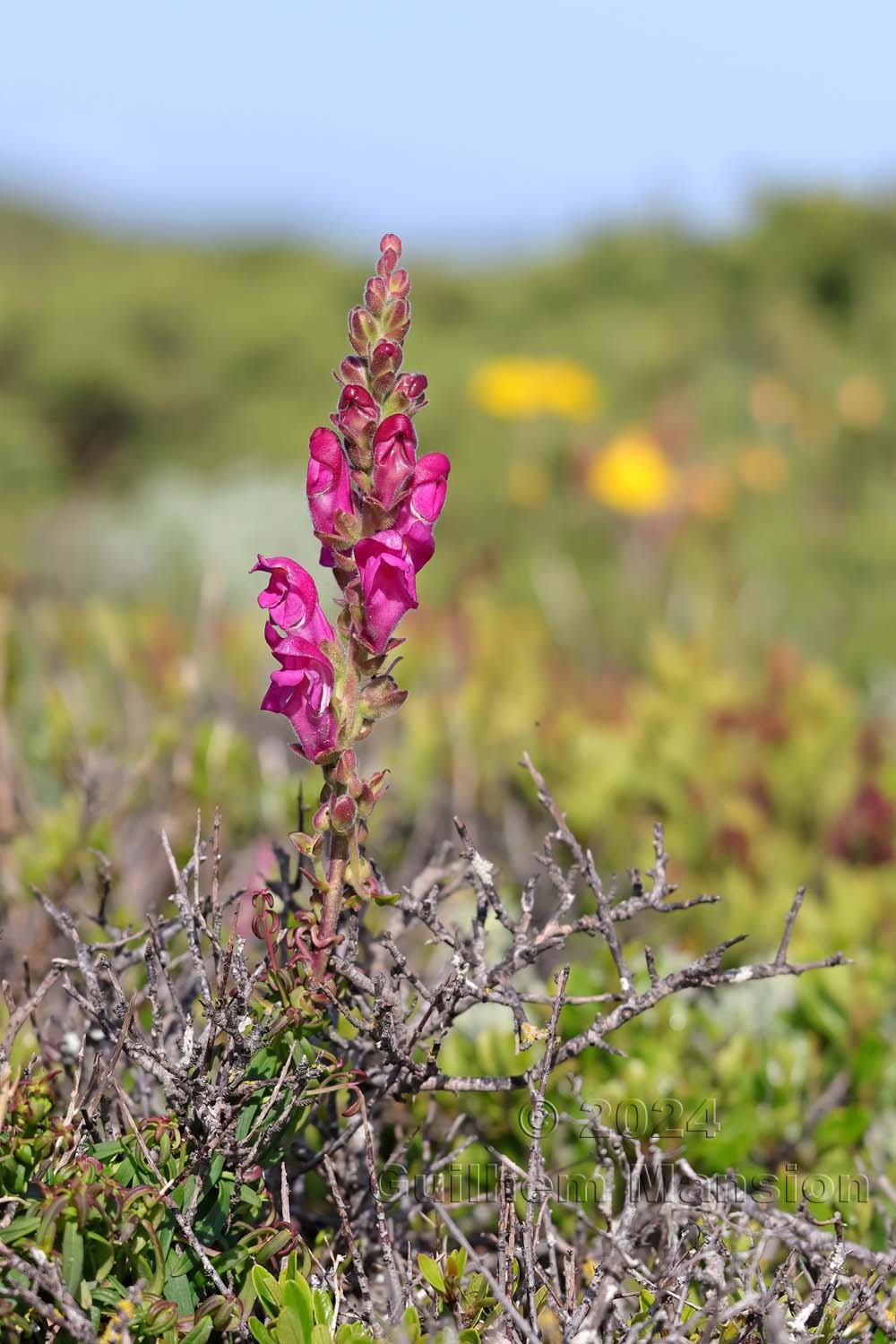 Antirrhinum cirrhigerum