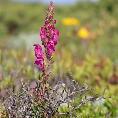 Antirrhinum cirrhigerum