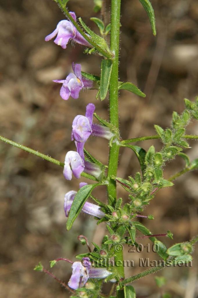 Antirrhinum vexillocalyculatum