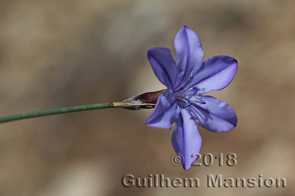 Aphyllanthes monspeliensis