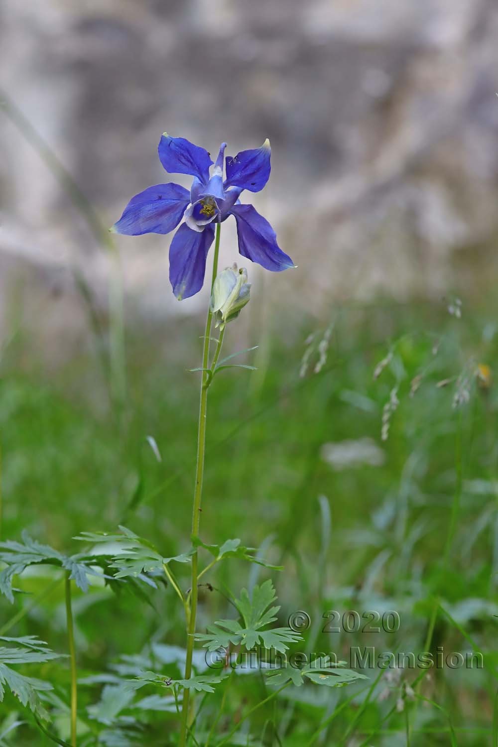 Aquilegia alpina