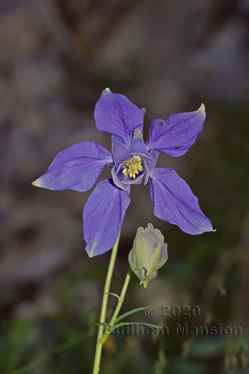 Aquilegia alpina