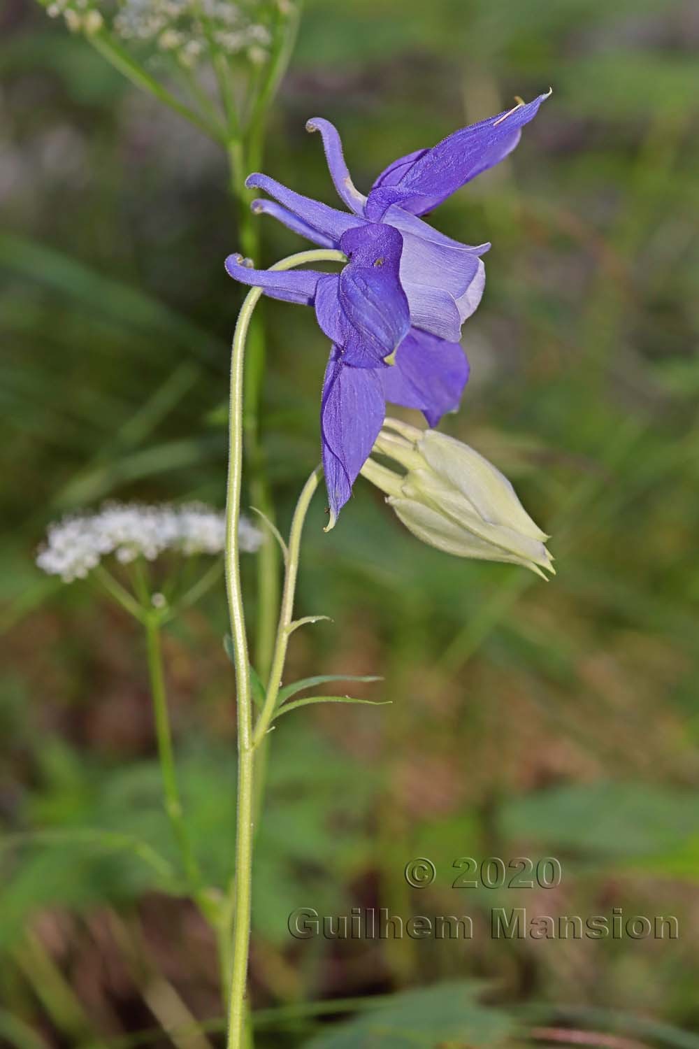 Aquilegia alpina