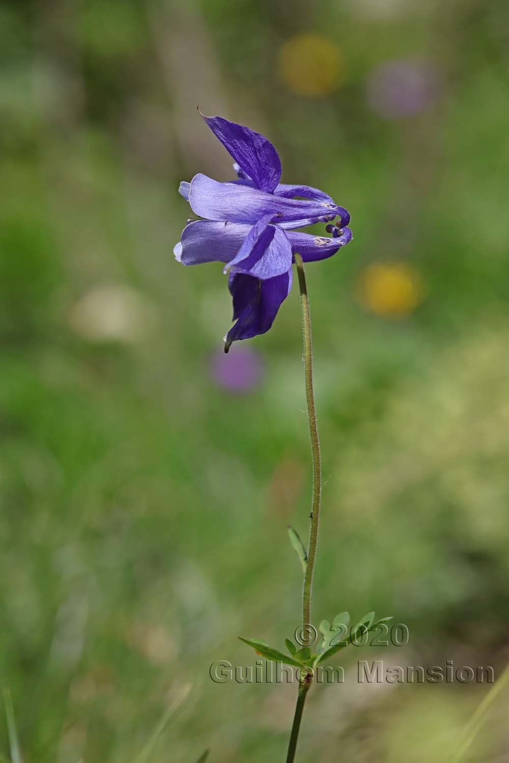 Aquilegia alpina