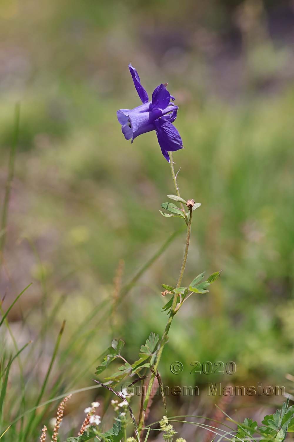 Aquilegia alpina