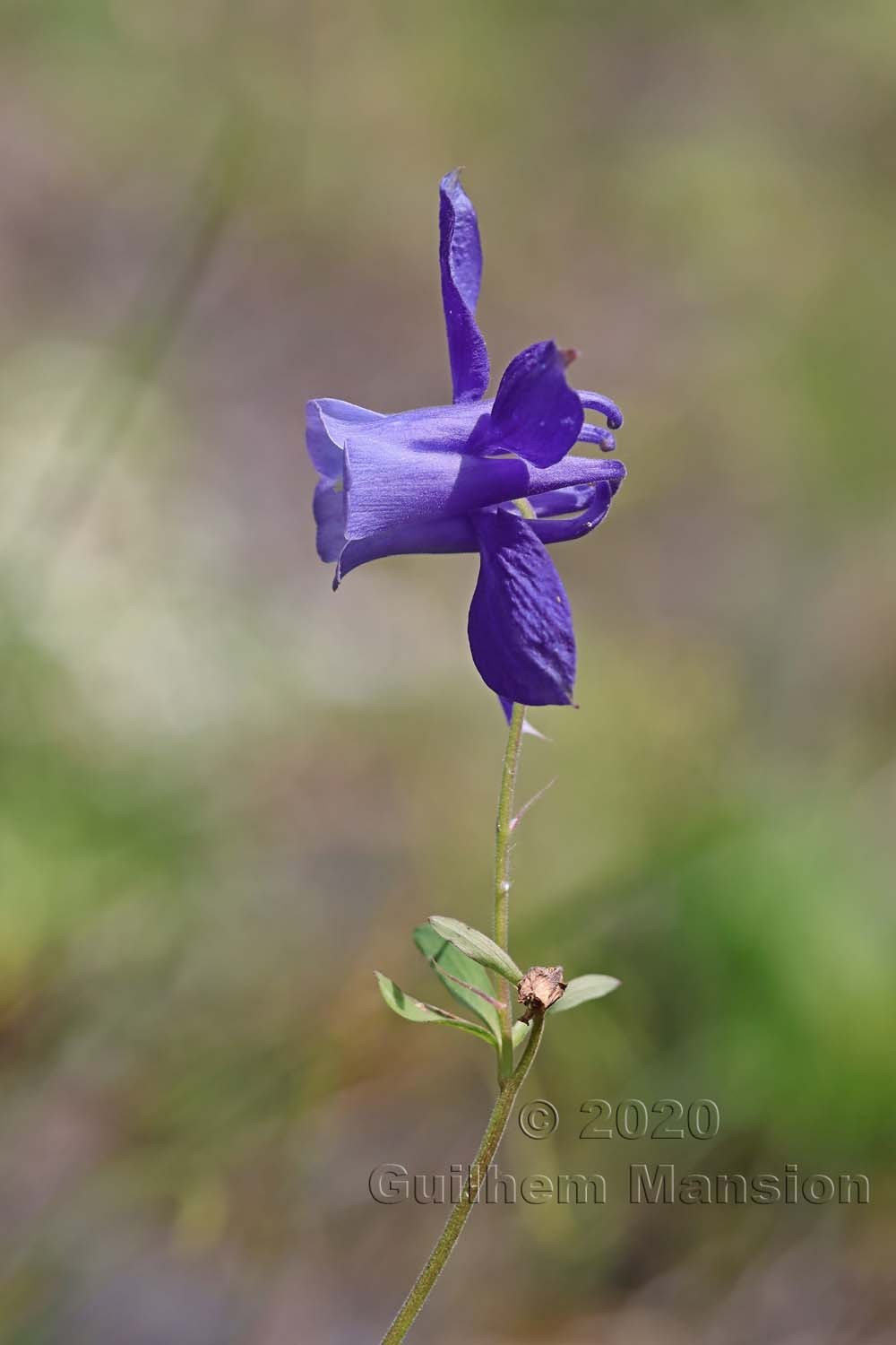 Aquilegia alpina