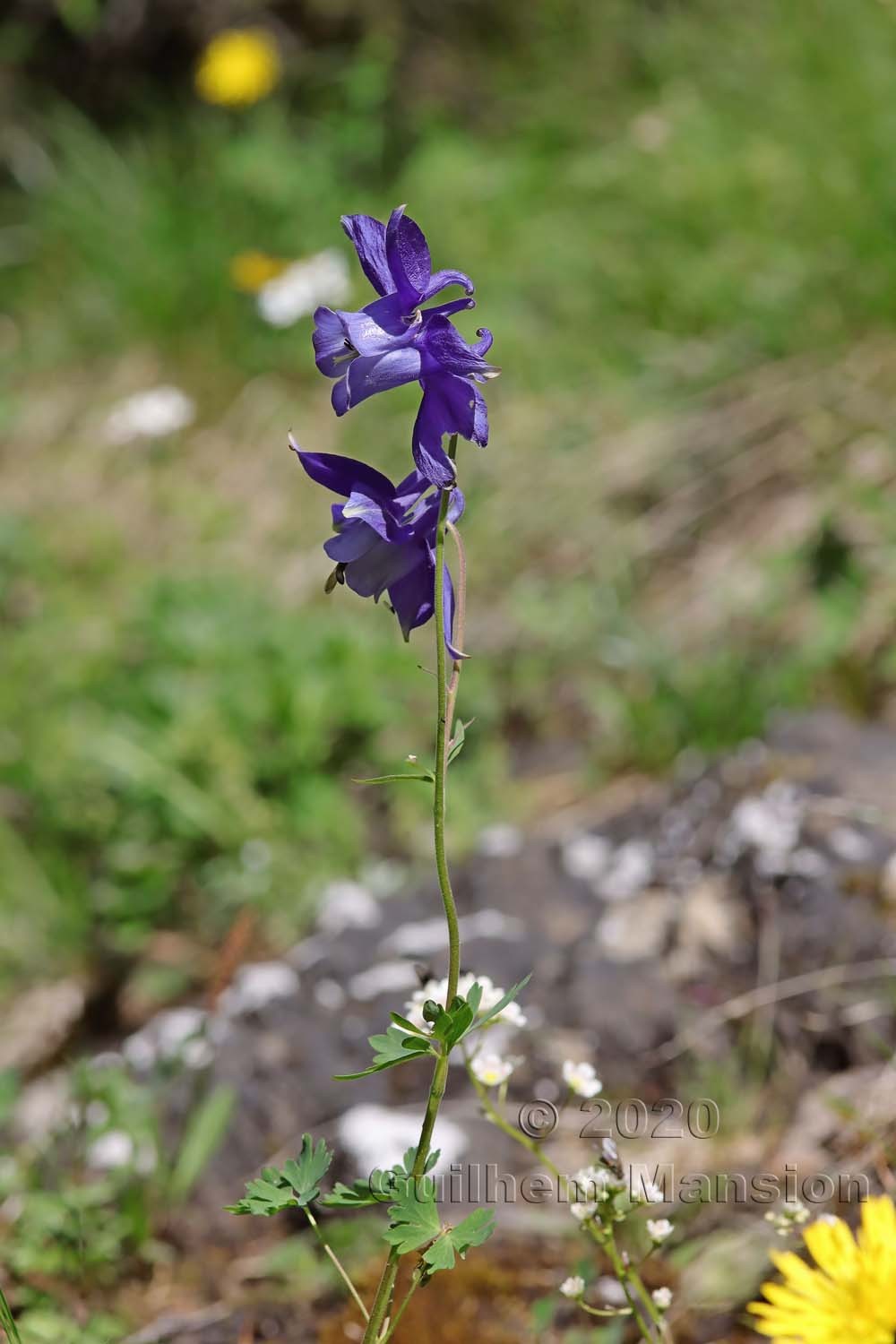 Aquilegia alpina