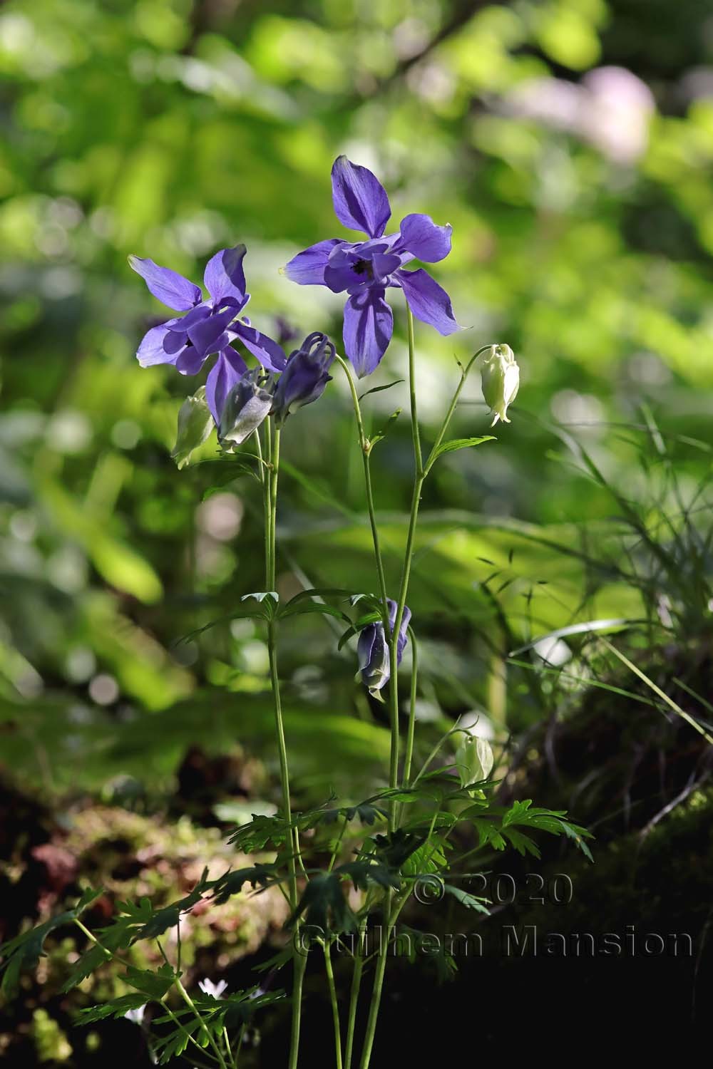 Aquilegia alpina