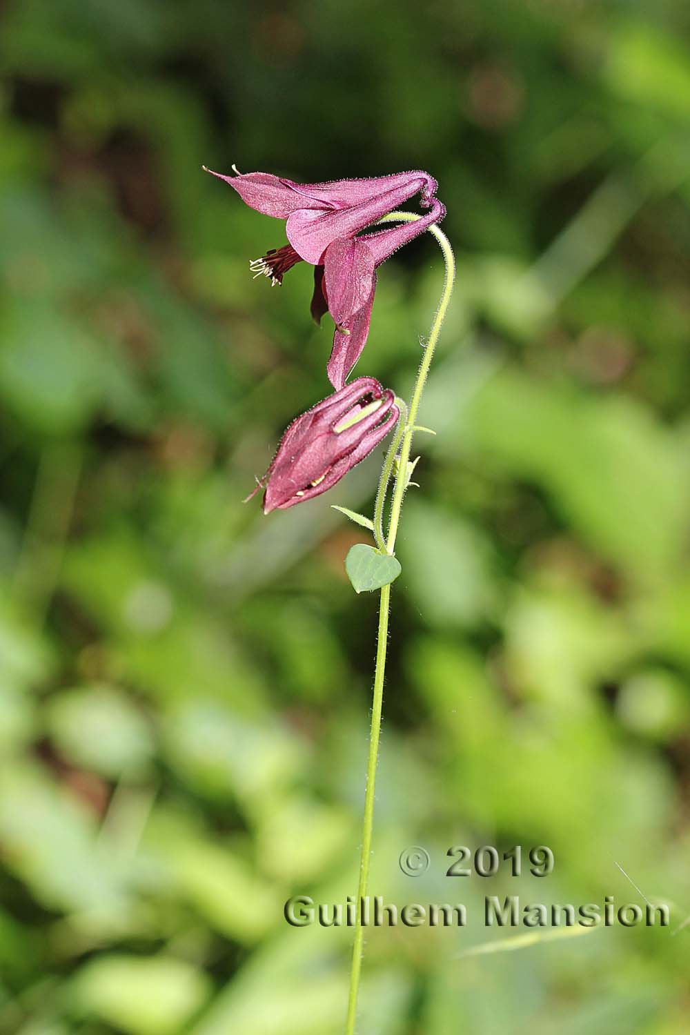 Aquilegia atrata