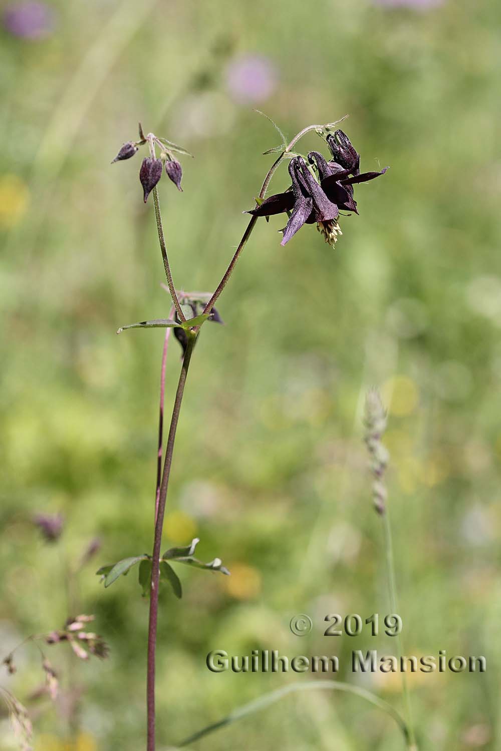 Aquilegia atrata