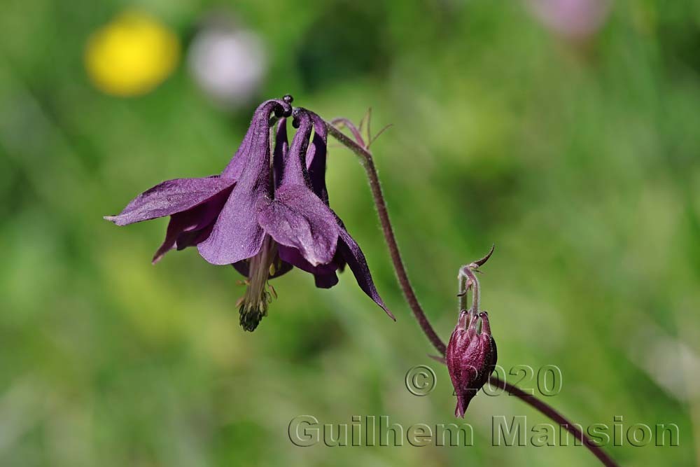 Aquilegia atrata