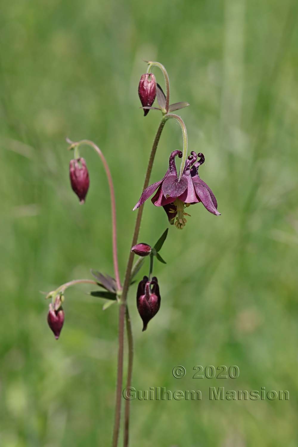 Aquilegia atrata