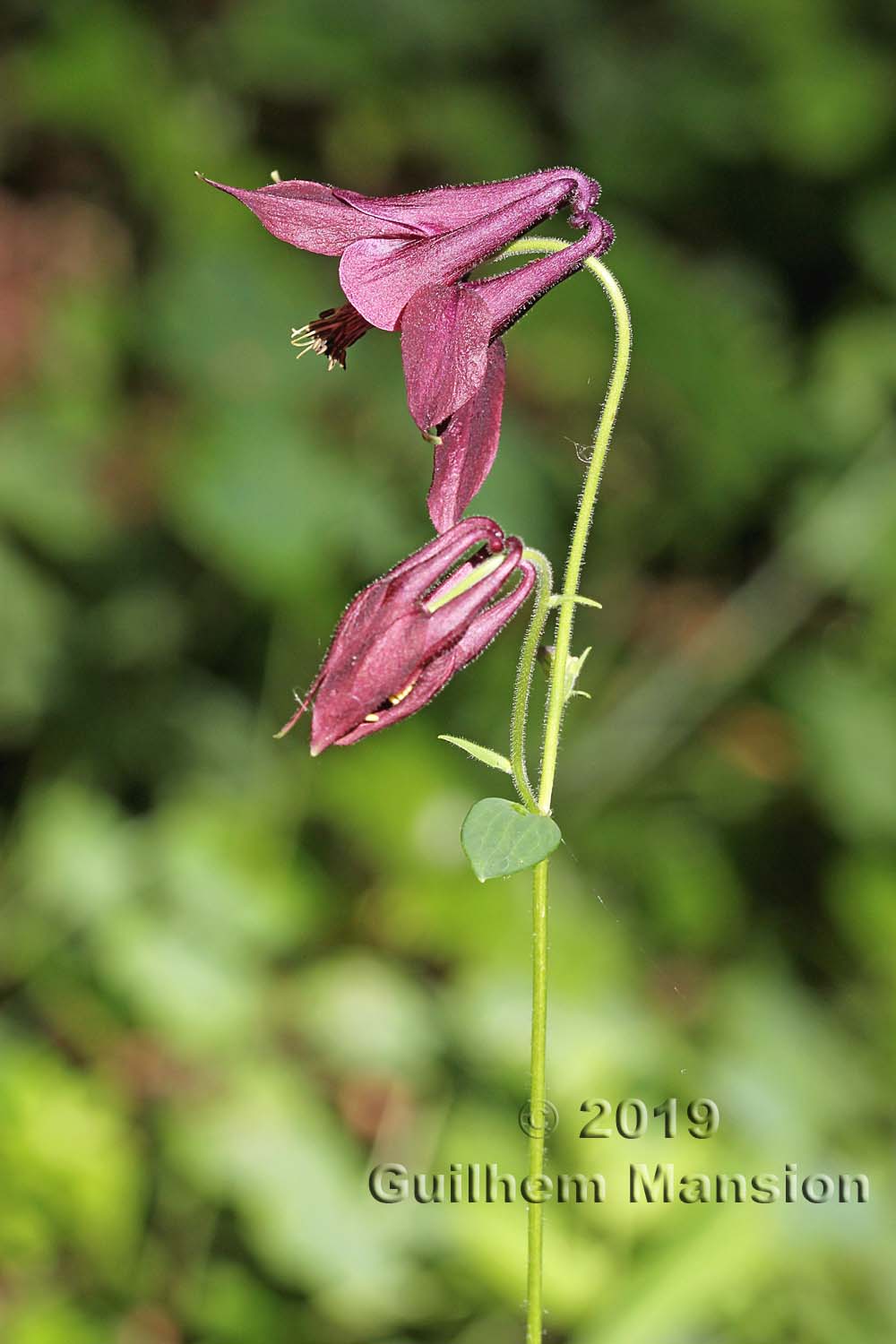 Aquilegia atrata