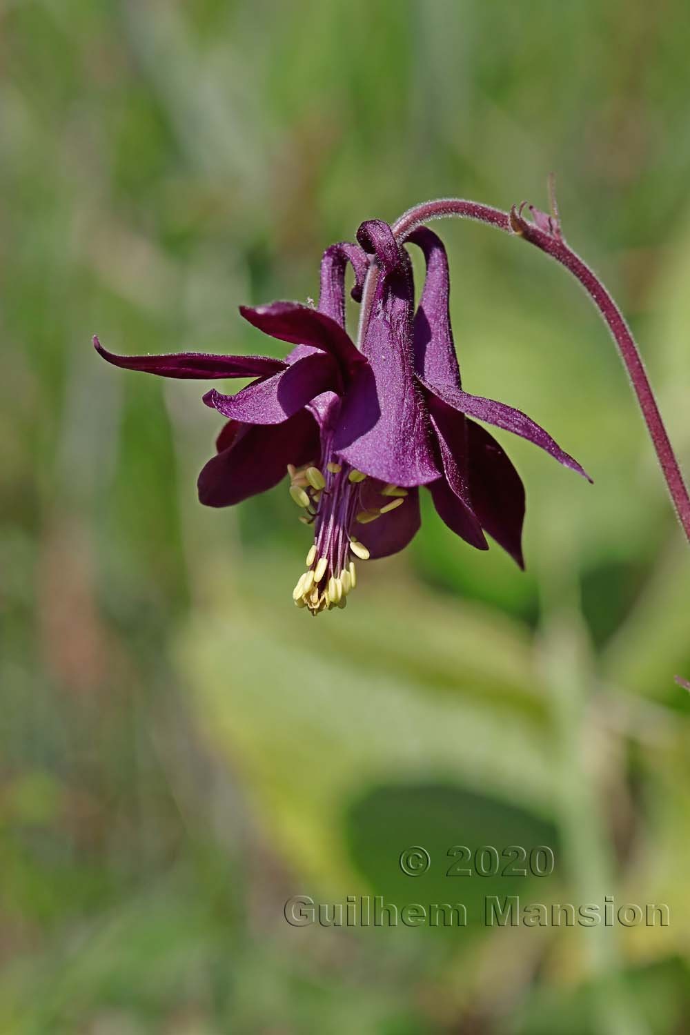 Aquilegia atrata