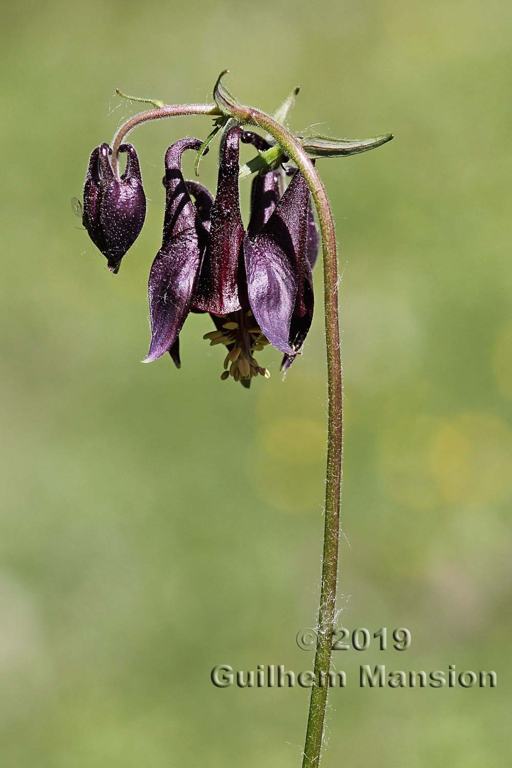 Aquilegia atrata