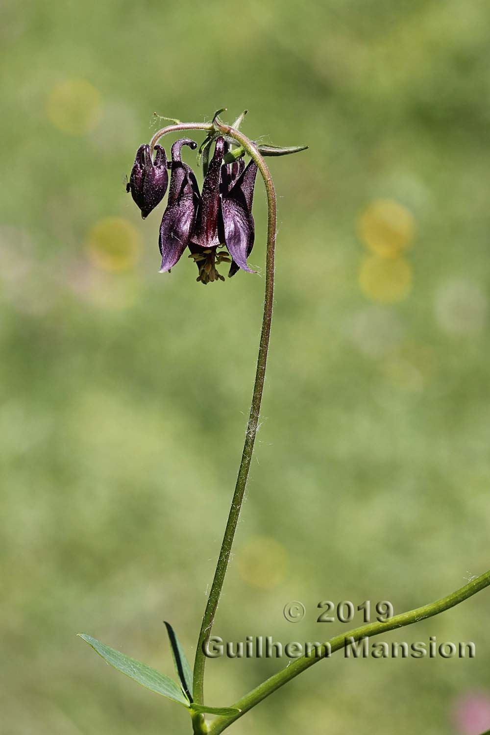 Aquilegia atrata