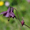 Famille - Ranunculaceae